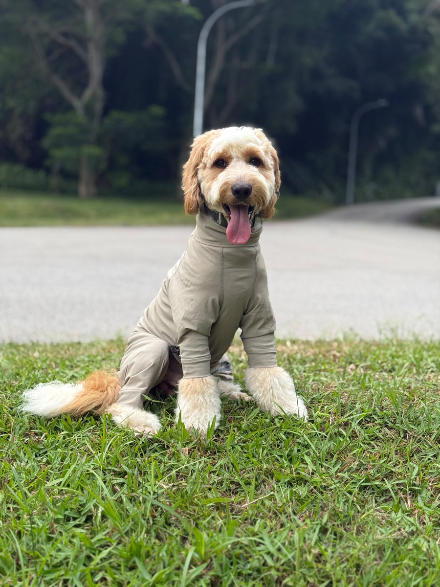 Hachi, Cockapoo wearing AERO Active Overalls