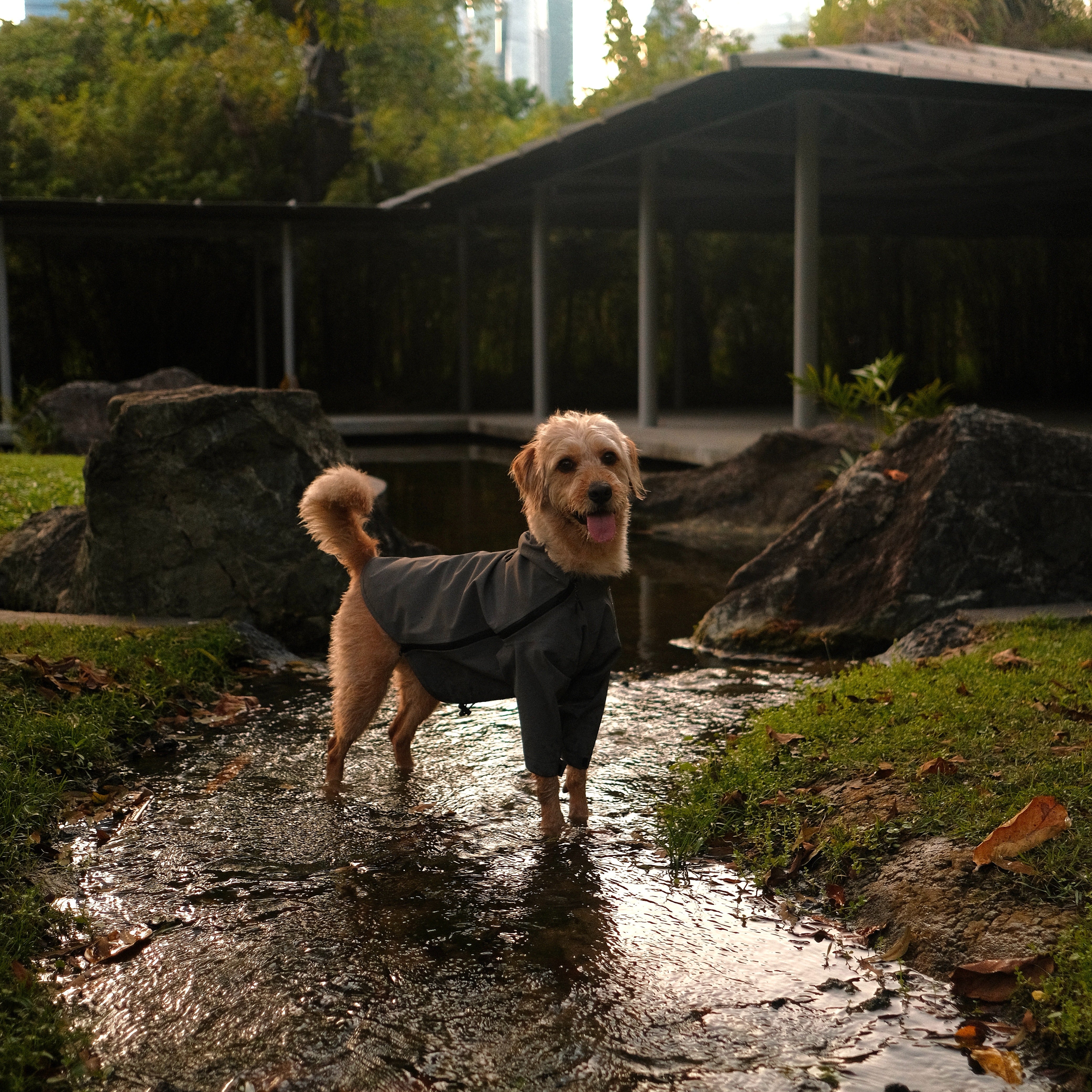 ALTOFF™ Summit Shell — Waterproof Dog Raincoat – ALTOFF Dogwear