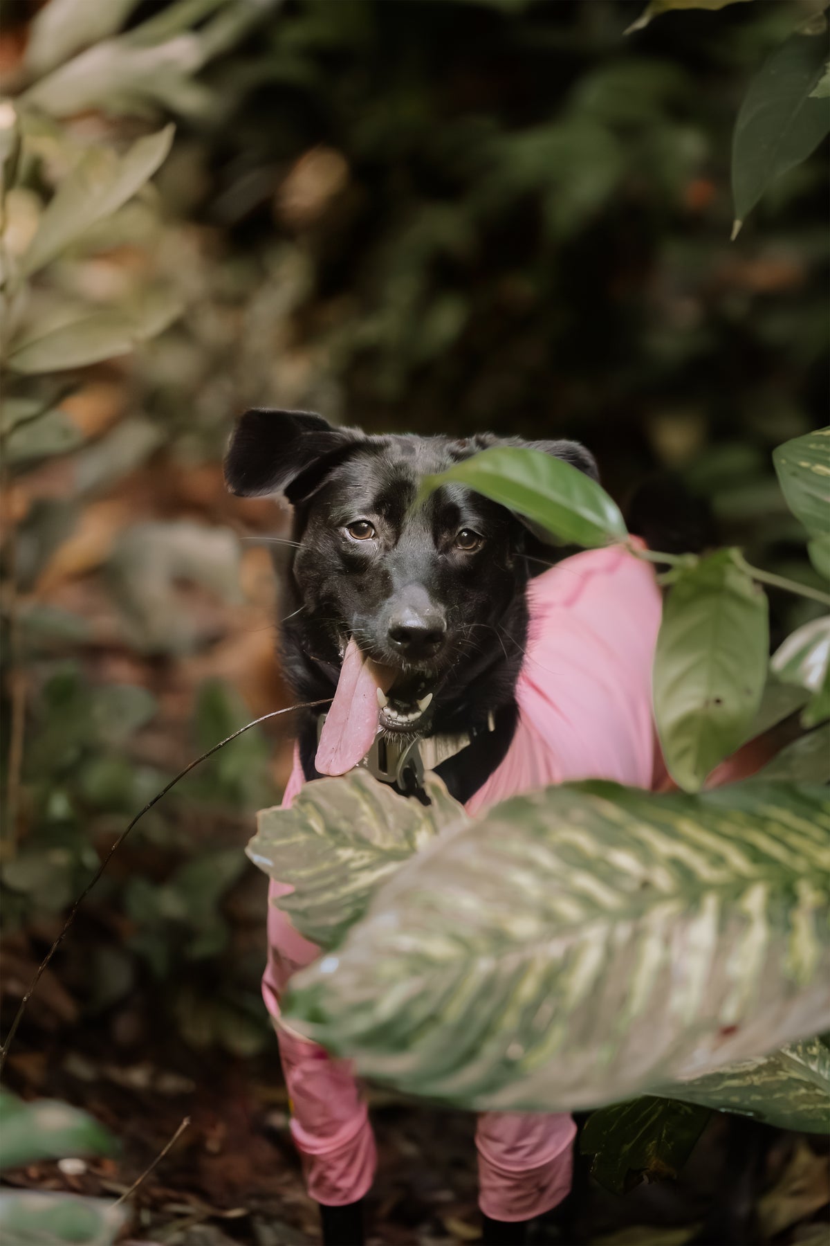 Dog wearing Canyon Pink AERO Active Overalls among tropical greenery